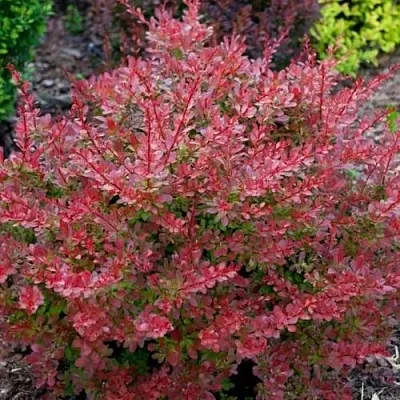 Барбарис ГОЛДЕН РИНГ тунберга  Барбарис ГОЛДЕН РИНГ тунберга в Магнитогорске