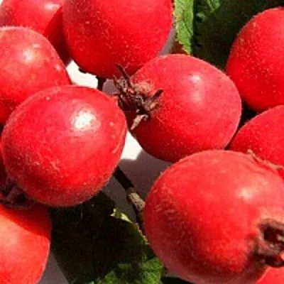 Боярышник КРУПНОПЛОДНЫЙ в Магнитогорске