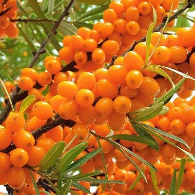 Облепиха  Облепиха в Магнитогорске