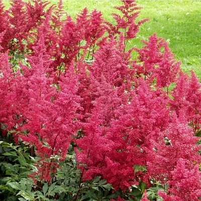 Астильба СКАЙСКРЕЙПЕР китайская  Астильба СКАЙСКРЕЙПЕР китайская в Магнитогорске