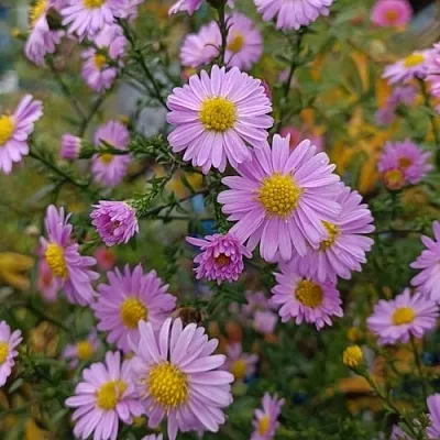 Астра СТРОУБЕРРИ ЭНД КРИМ новобельгийская  Астра СТРОУБЕРРИ ЭНД КРИМ новобельгийская в Магнитогорске