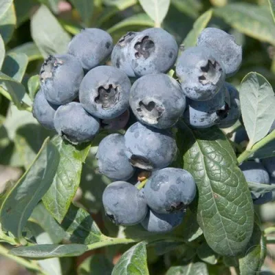 Голубика БРИГИТТА — описание сорта Голубика БРИГИТТА в Магнитогорске