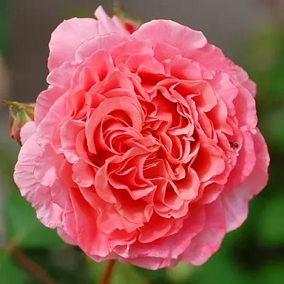 Саженцы роз ЛОРАН КАБРОЛЬ шраб  Саженцы роз ЛОРАН КАБРОЛЬ шраб в Магнитогорске