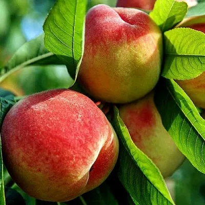 Персик  Персик в Магнитогорске