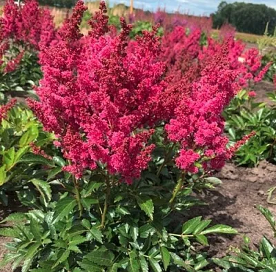 Астильба ЛАКИ ДЕЙ Арендса  Астильба ЛАКИ ДЕЙ Арендса в Магнитогорске