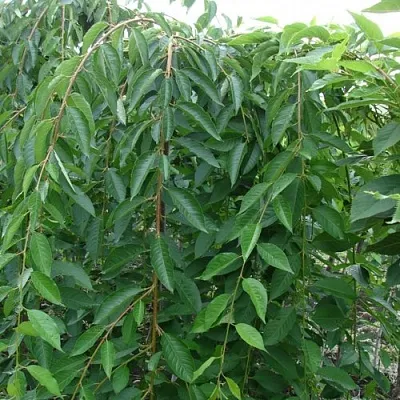 Черешня ПЕНДУЛА декоративная  Черешня ПЕНДУЛА декоративная в Магнитогорске