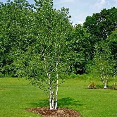 Береза бумажная  Береза бумажная в Магнитогорске