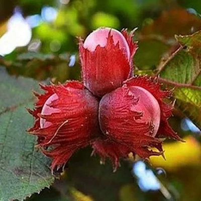 Фундук КРАСНЫЙ ЯНТАРЬ в Магнитогорске