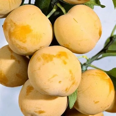 Слива РЕНКЛОД ранний  Слива РЕНКЛОД ранний в Магнитогорске