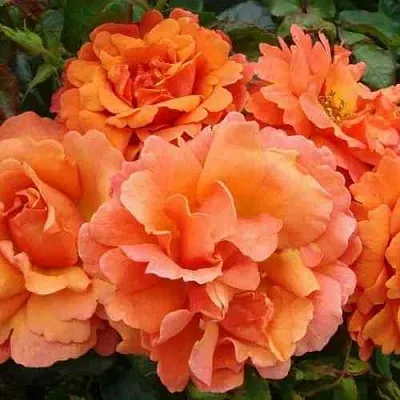 Саженцы роз БРИДЖ ОФ САЙЗ плетистая  Саженцы роз БРИДЖ ОФ САЙЗ плетистая в Магнитогорске