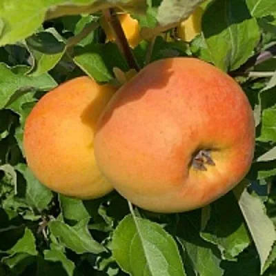 Яблоня АНТОНОВКА ЗОЛОТАЯ  Яблоня АНТОНОВКА ЗОЛОТАЯ в Магнитогорске