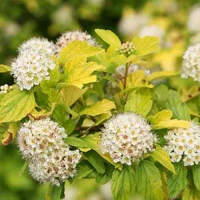 Пузыреплодник АНГЕЛ ГОЛД в Магнитогорске