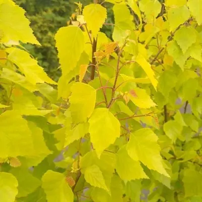 Берёза ГОЛДЕН ОБЕЛИСК повислая   Берёза ГОЛДЕН ОБЕЛИСК повислая  в Магнитогорске