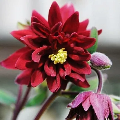 Аквилегия РУБИ ПОРТ обыкновенная  Аквилегия РУБИ ПОРТ обыкновенная в Магнитогорске