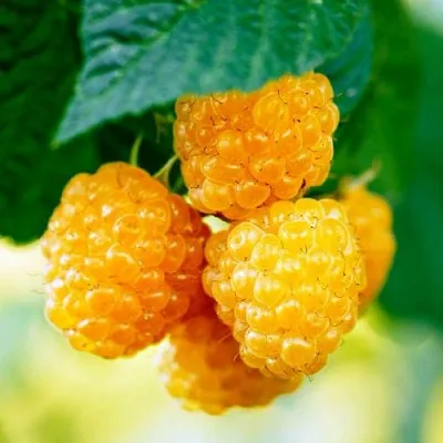 Малина МЕДОВАЯ  Малина МЕДОВАЯ в Магнитогорске