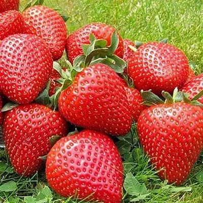 Клубника ЭЛИАНЕ  Клубника ЭЛИАНЕ в Магнитогорске