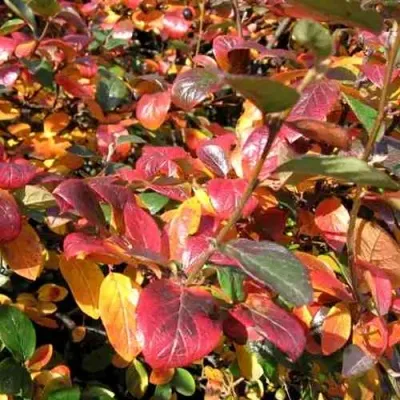 Кизильник блестящий в Магнитогорске