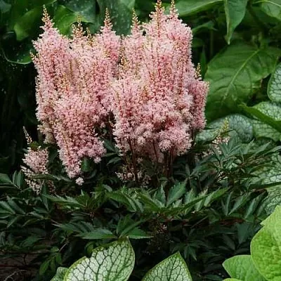 Астильба ЛУК ЭТ МИ японская  Астильба ЛУК ЭТ МИ японская в Магнитогорске