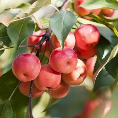 Яблоня ВИШНЕПЛОДНАЯ декоративная  Яблоня ВИШНЕПЛОДНАЯ декоративная в Магнитогорске