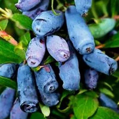 Жимолость съедобная ВОЛХОВА  Жимолость съедобная ВОЛХОВА в Магнитогорске