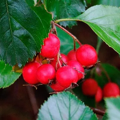 Боярышник ЛЮДМИЛ в Магнитогорске