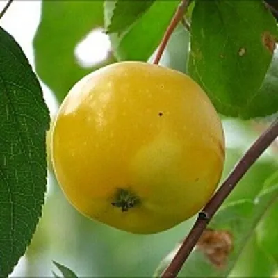 Яблоня КИТАЙКА ЖЁЛТАЯ колонновидная  Яблоня КИТАЙКА ЖЁЛТАЯ колонновидная в Магнитогорске