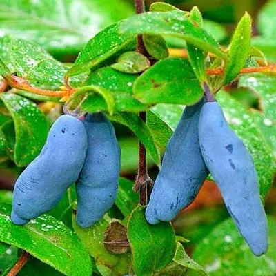 Жимолость съедобная МОРЕНА  Жимолость съедобная МОРЕНА в Магнитогорске