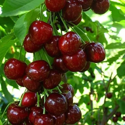 Вишня ВОСТОРГ колонновидная  Вишня ВОСТОРГ колонновидная в Магнитогорске