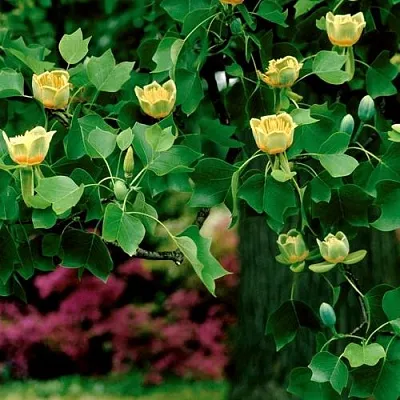 Лириодендрон   Лириодендрон  в Магнитогорске