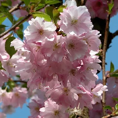 Вишня АККОЛЕЙД цветущая  Вишня АККОЛЕЙД цветущая в Магнитогорске