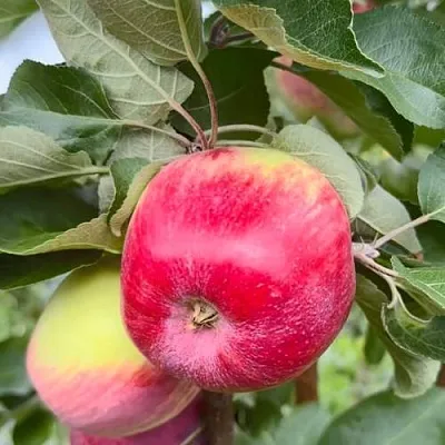 Яблоня АРБАТ колонновидная  Яблоня АРБАТ колонновидная в Магнитогорске