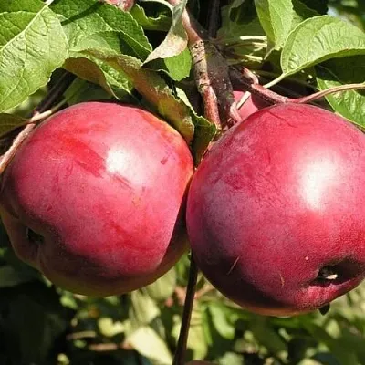 Яблоня ДАРУНАК  Яблоня ДАРУНАК в Магнитогорске