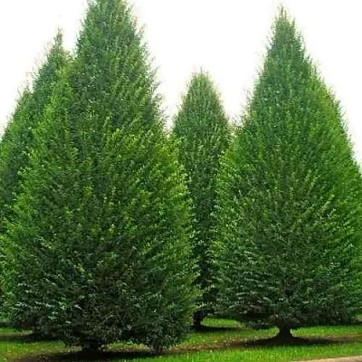 Граб   Граб  в Магнитогорске