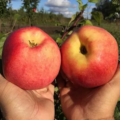 Яблоня КОВРОВОЕ стелющаяся  Яблоня КОВРОВОЕ стелющаяся в Магнитогорске
