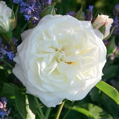 Саженцы роз АЛАБАСТЕР флорибунда  Саженцы роз АЛАБАСТЕР флорибунда в Магнитогорске