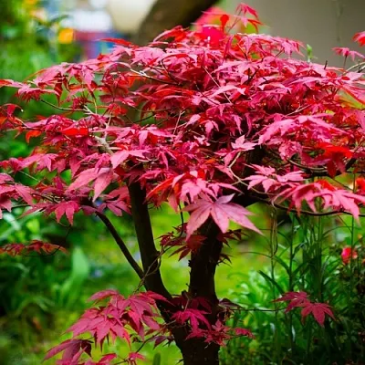 Клен дланевидный АТРОПУРПУРЕУМ  Клен дланевидный АТРОПУРПУРЕУМ в Магнитогорске