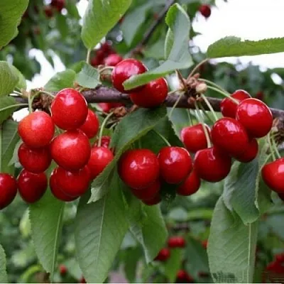 Черешня ДОНЕЦКАЯ КРАСАВИЦА  Черешня ДОНЕЦКАЯ КРАСАВИЦА в Магнитогорске