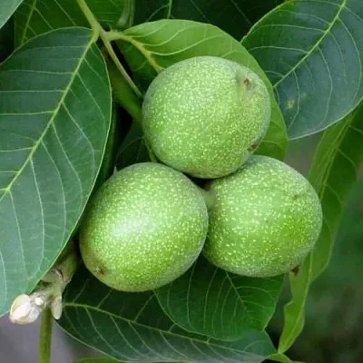 Грецкий орех ЮРИЙ ГАГАРИН  Грецкий орех ЮРИЙ ГАГАРИН в Магнитогорске