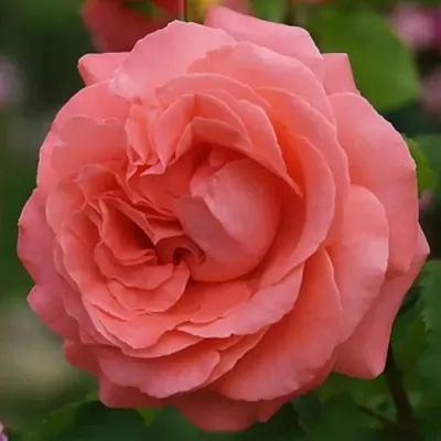 Саженцы роз ДИДИ БРИДЖУОТЕР плетистая  Саженцы роз ДИДИ БРИДЖУОТЕР плетистая в Магнитогорске