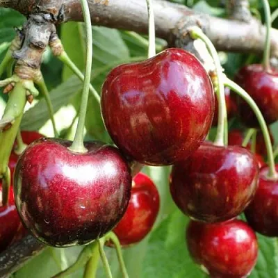 Черешня САШЕНЬКА  Черешня САШЕНЬКА в Магнитогорске