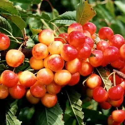 Черешня БЮТТНЕРА КРАСНАЯ  Черешня БЮТТНЕРА КРАСНАЯ в Магнитогорске