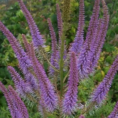 Вероникаструм ФАСЦИНЕЙШН  Вероникаструм ФАСЦИНЕЙШН в Магнитогорске