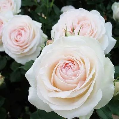 Саженцы роз ПАЛЕ РОЯЛЬ плетистая  Саженцы роз ПАЛЕ РОЯЛЬ плетистая в Магнитогорске