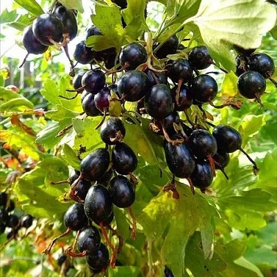 Смородина золотистая ОВАЛЬНАЯ в Магнитогорске