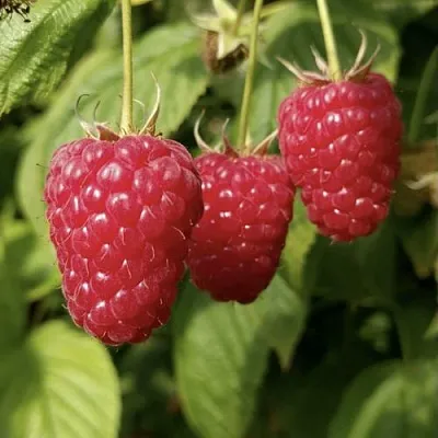 Малина МАПЕМА   Малина МАПЕМА  в Магнитогорске