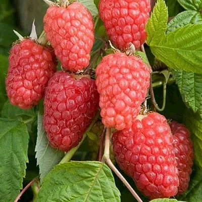 Малина КАСКАД ДЕЛАЙТ  Малина КАСКАД ДЕЛАЙТ в Магнитогорске