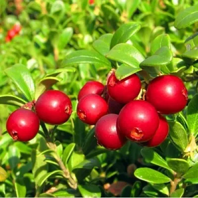 Брусника садовая РЕД ПЕРЛ  Брусника садовая РЕД ПЕРЛ в Магнитогорске