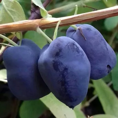 Жимолость съедобная БОРЕАЛ БЬЮТИ (СЕВЕРНАЯ КРАСАВИЦА)  Жимолость съедобная БОРЕАЛ БЬЮТИ (СЕВЕРНАЯ КРАСАВИЦА) в Магнитогорске