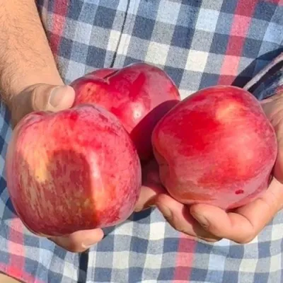 Яблоня ПАМЯТЬ КОВАЛЕНКО в Магнитогорске