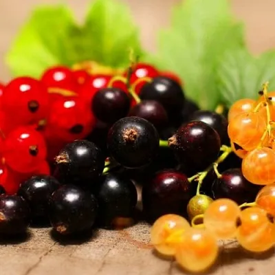 Комплект саженцев  Комплект саженцев в Магнитогорске